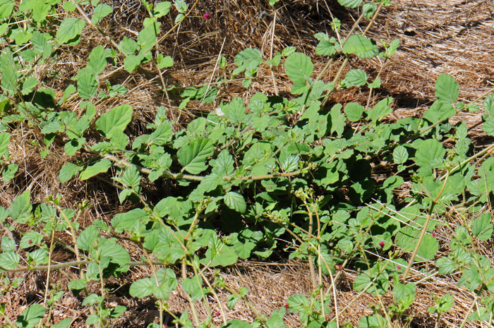 Boerhavia coccinea, Scarlet Spiderling